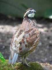 Northern Bobwhite